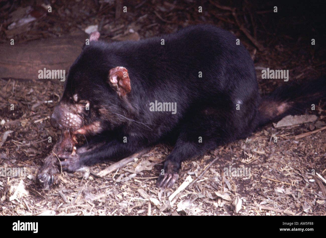 Tasmanian Devil eating, Tasmania Australia Stock Photo
