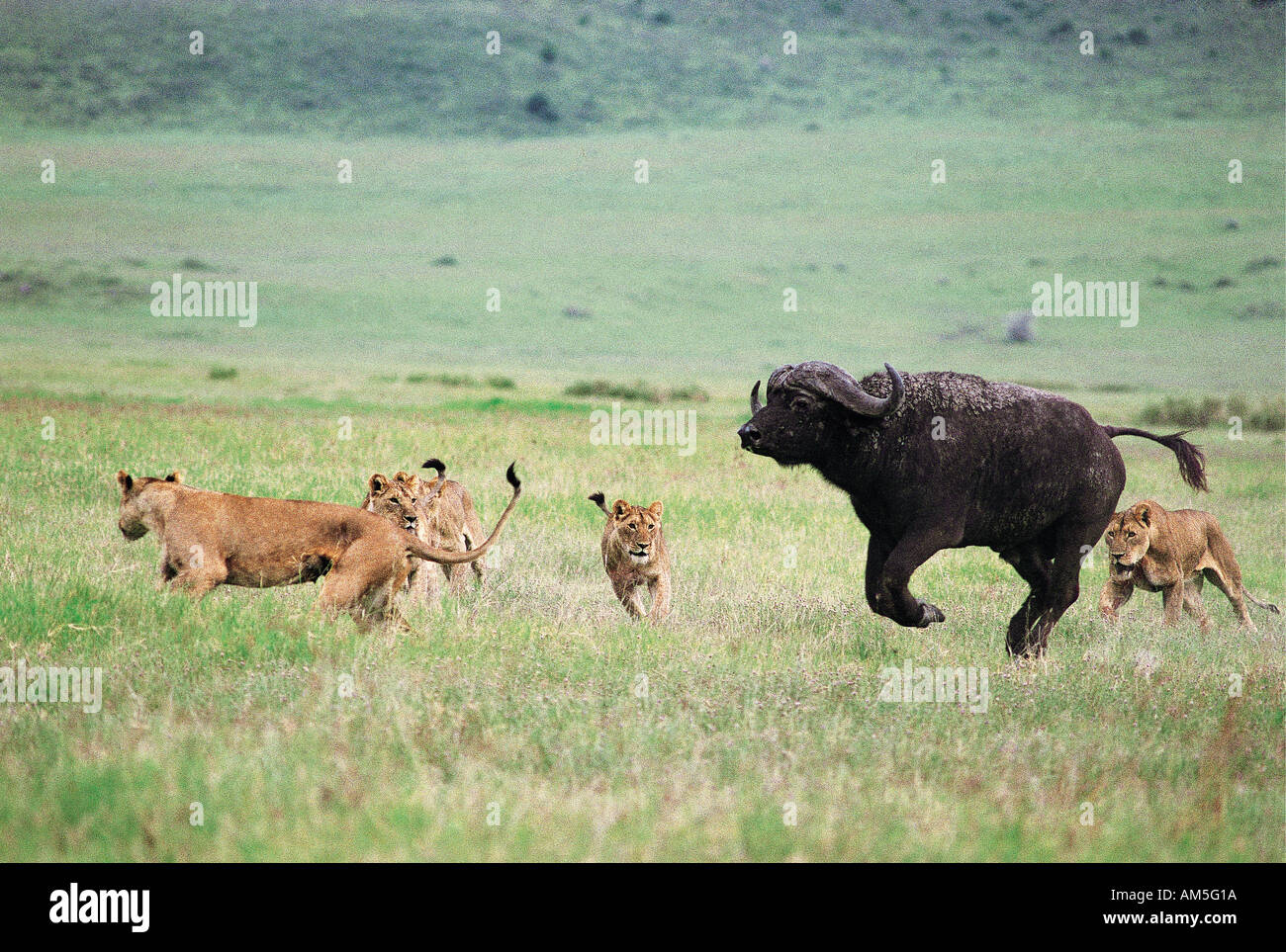 Male Cape Buffalo being chased by lions Ngorongoro Crater Tanzania East Africa Stock Photo