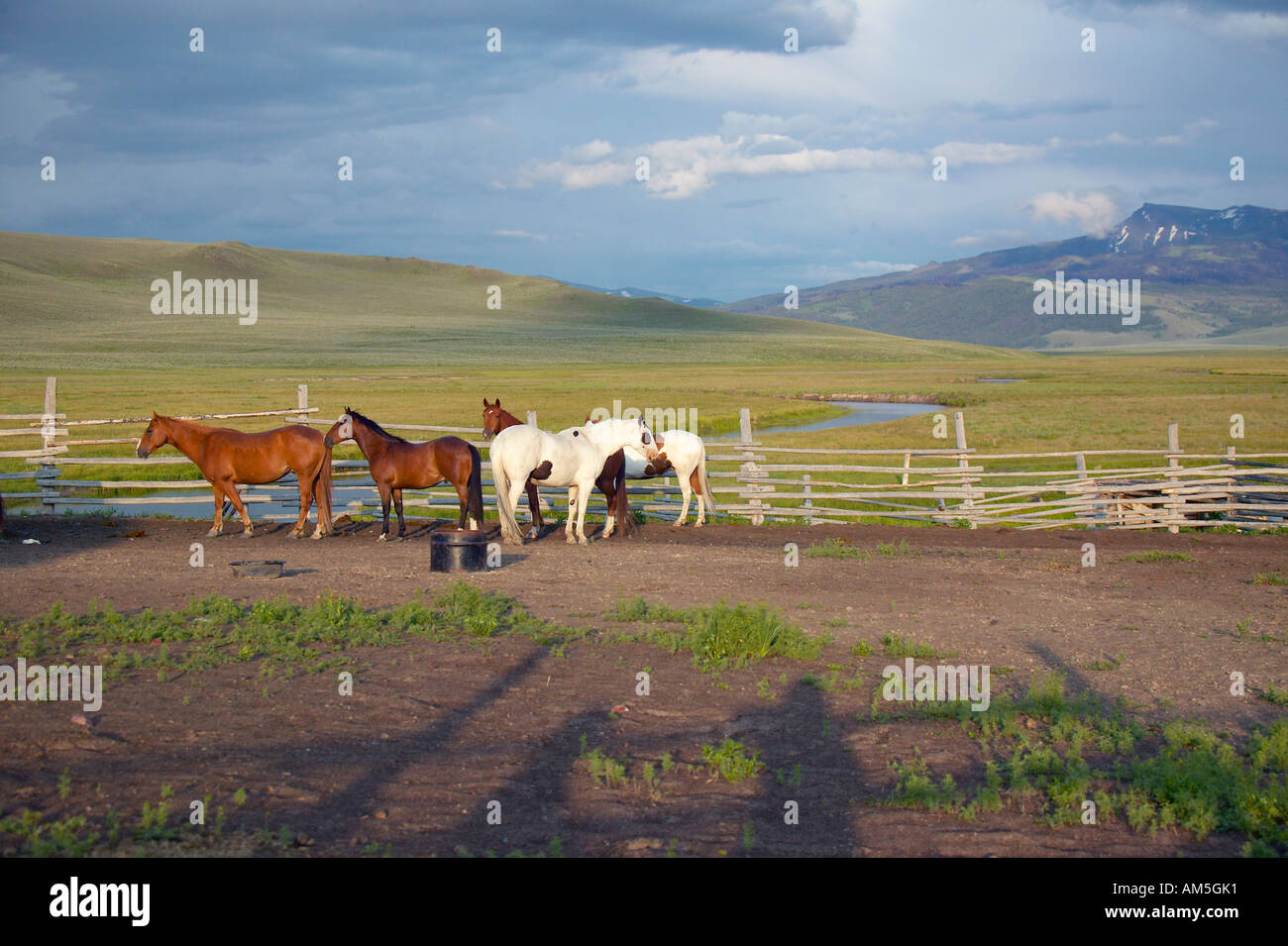 Arabian horses running in corral at Peggy Delaney s ranch in Centennial Valley near Lakeview MT Stock Photo