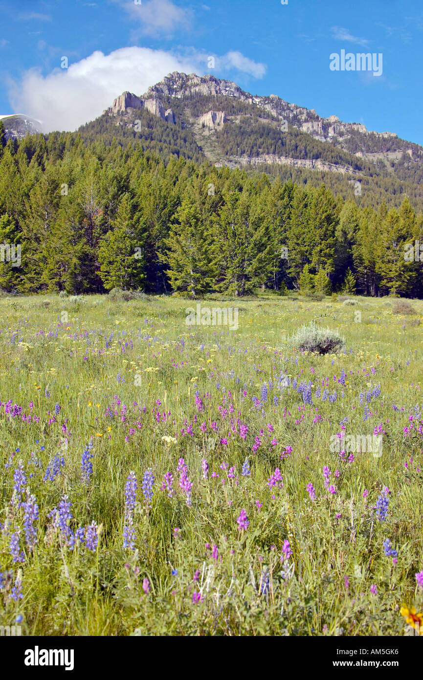 Purple lupine and mountains in Centennial Valley near Lakeview MT Stock Photo