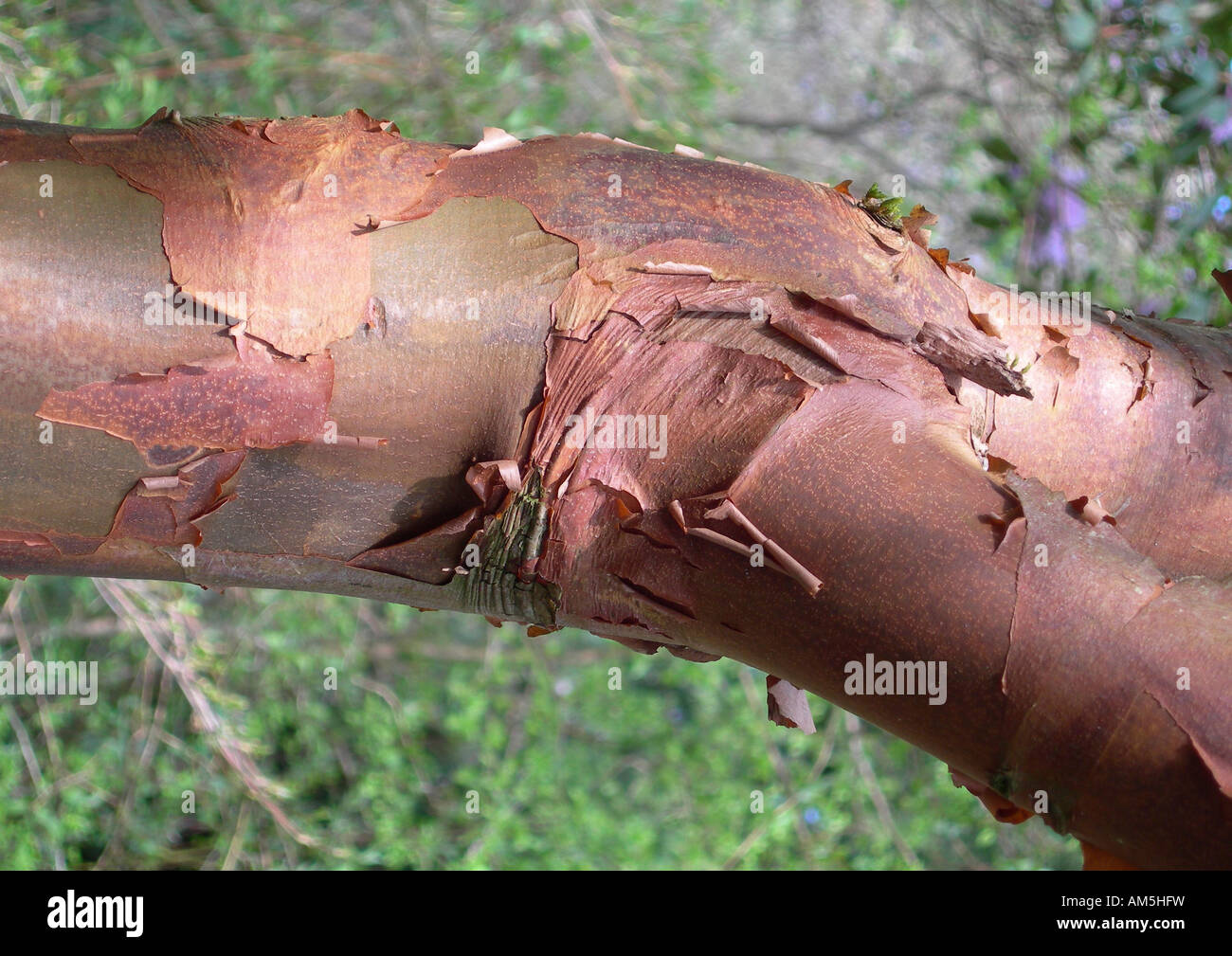 Cluny house perthshire hires stock photography and images Alamy