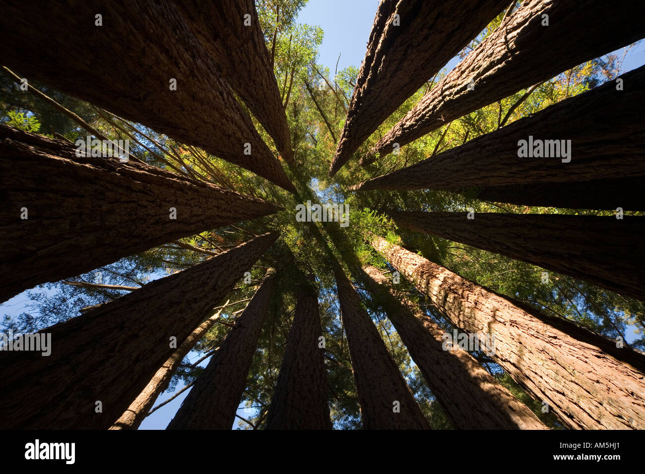 Inside a Coast Redwood Tree Cathedral or Fairy Ring. Sequoia Sempervirens. A closed circle of Redwood trees. Stock Photo