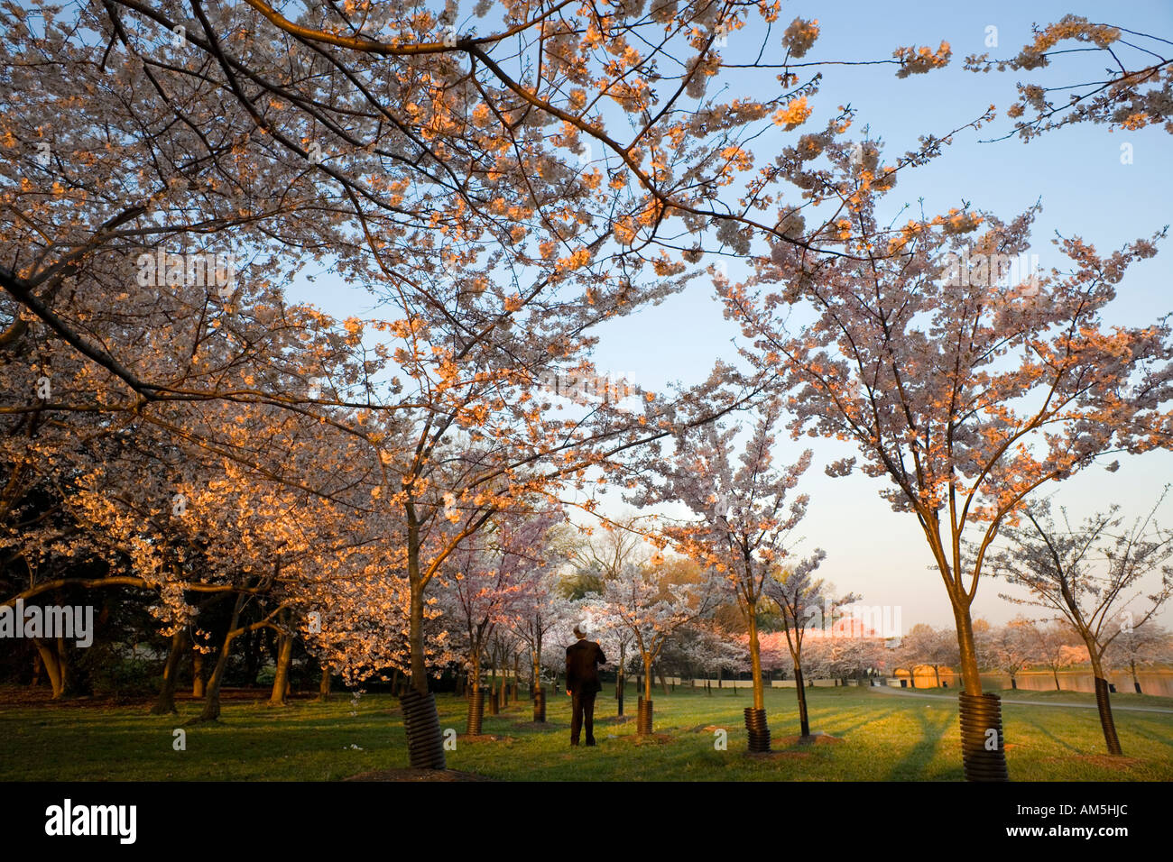 Man in business suit wandering under cherry blossom trees in Washington DC very early morning before the crowds come in. Stock Photo
