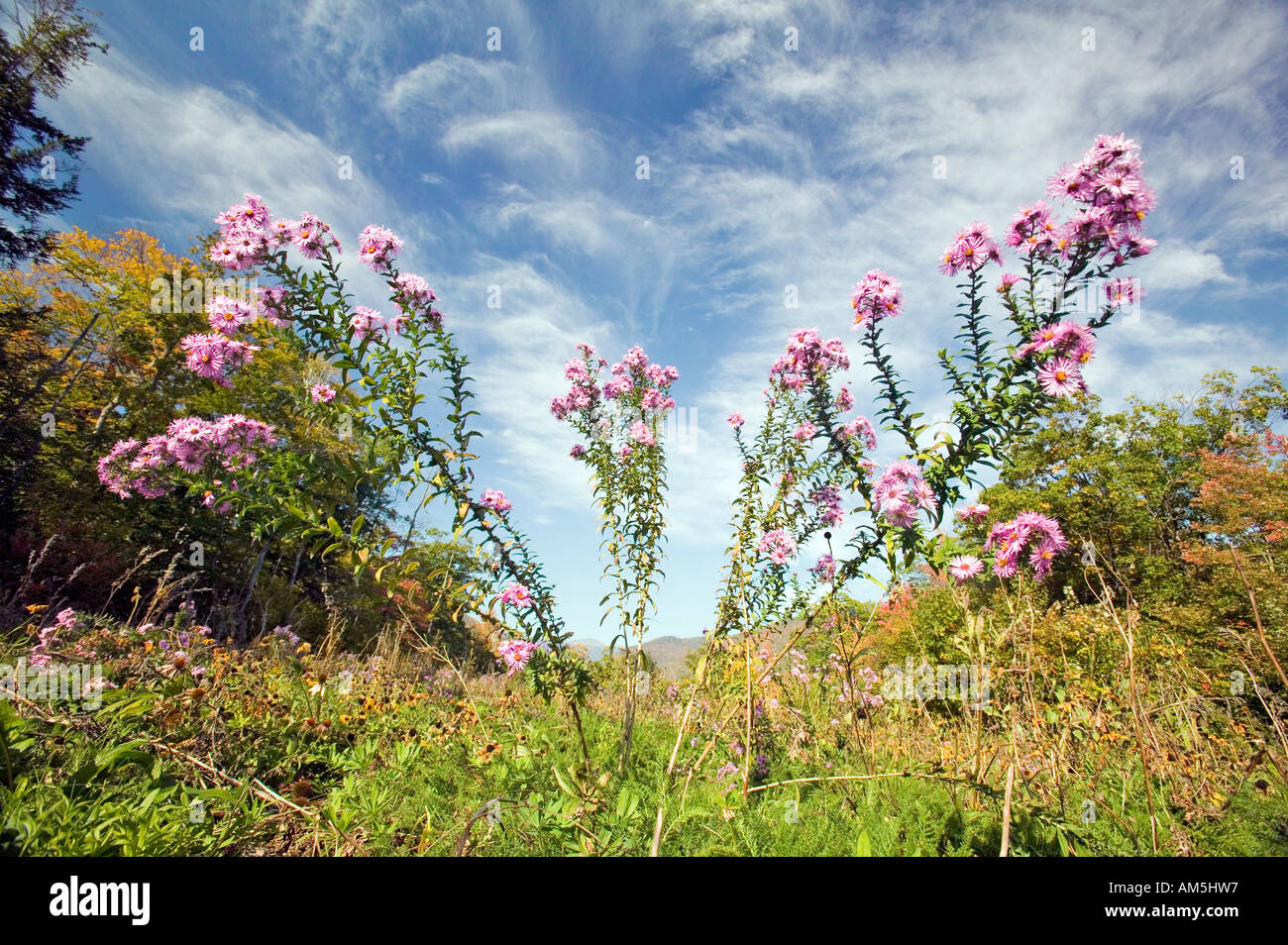 Flowers bloom along Crawford Notch New Hampshire Stock Photo Alamy