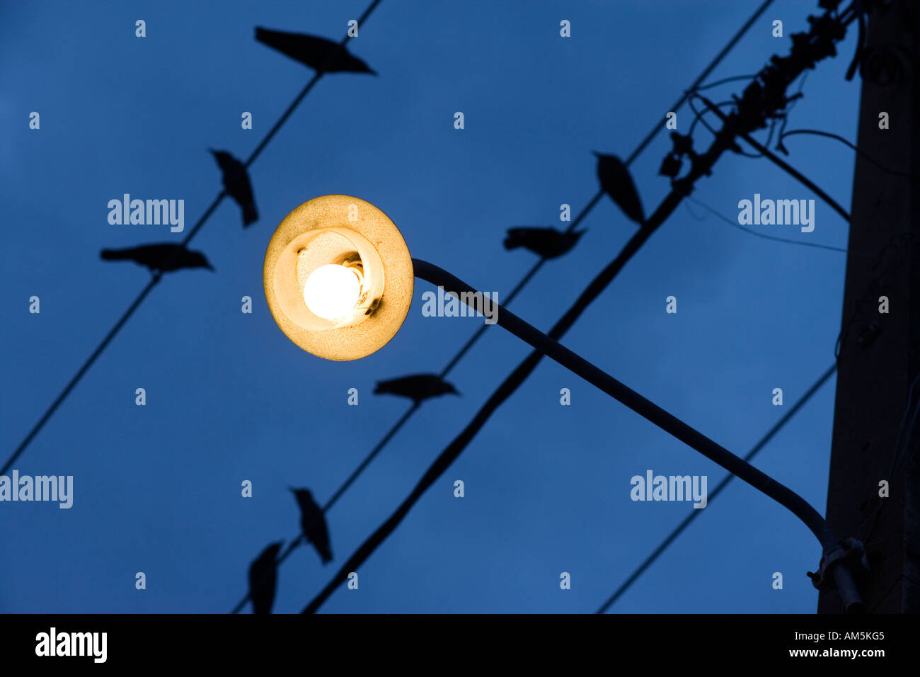 Birds on a wire. Yellow street lamp against a dark blue sky. Stock Photo