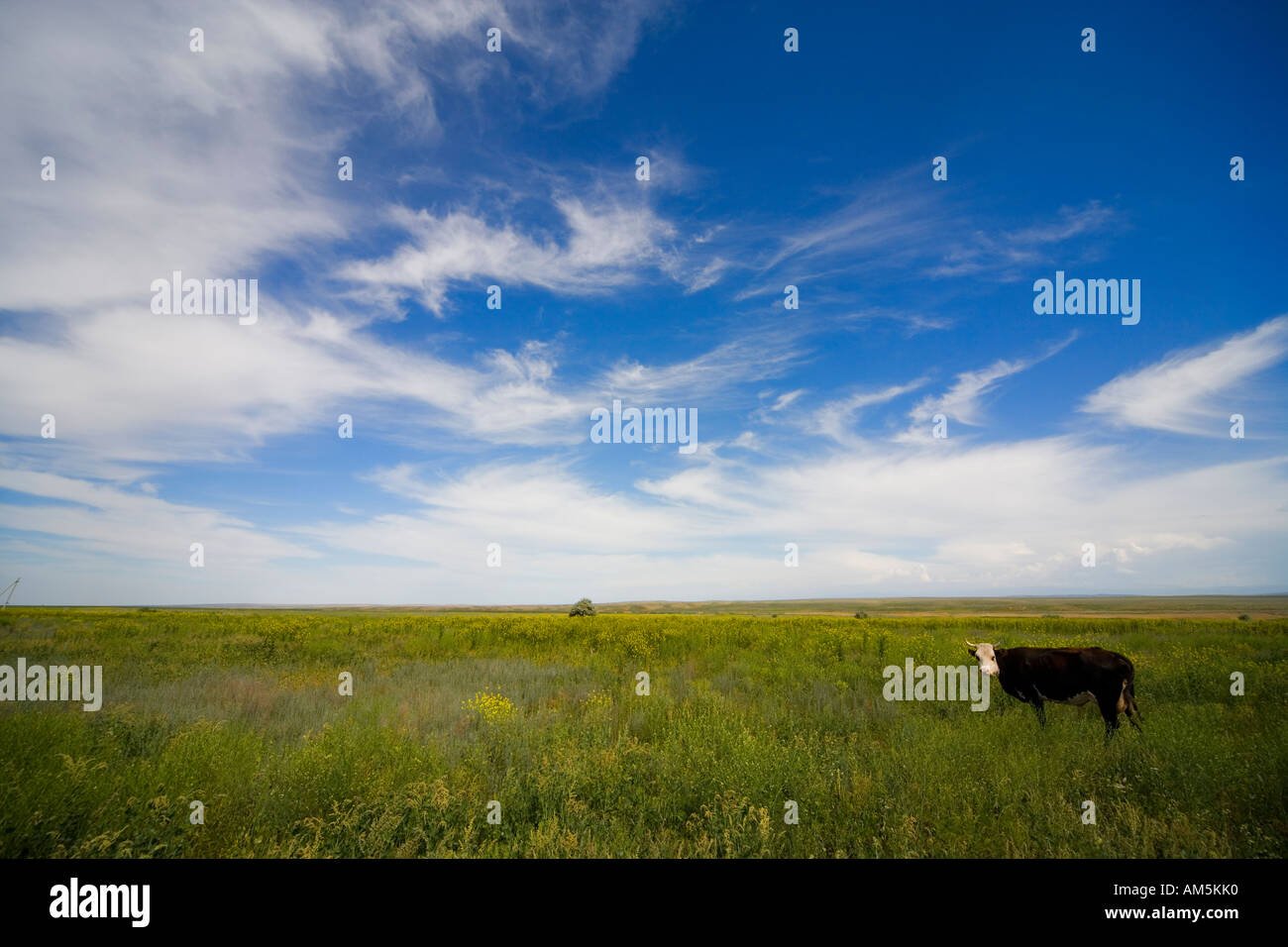 Lonely cow in the Great Kazakh or Kirgiz Steppe 150 km west of Almaty, Kazakhstan. On the road from Kora to Tamgaly Stock Photo
