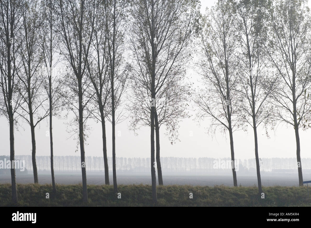Poplars as wind barrier on a levee (or dyke or dike) around a polder in the south of Holland: Zeeland province The Netherlands Stock Photo