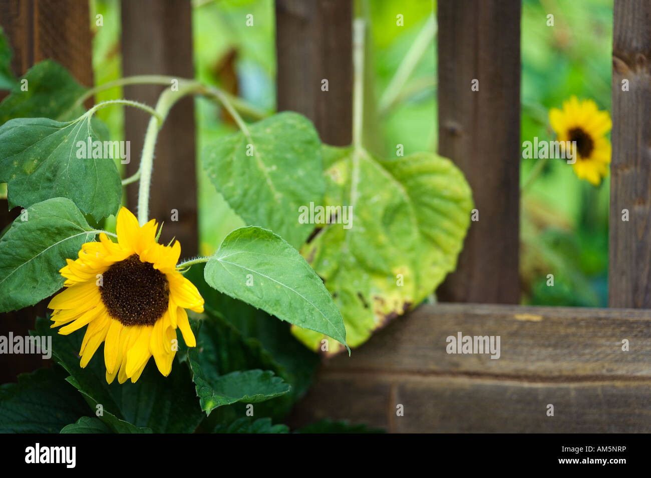 Sunflower with garden fence Stock Photo Alamy