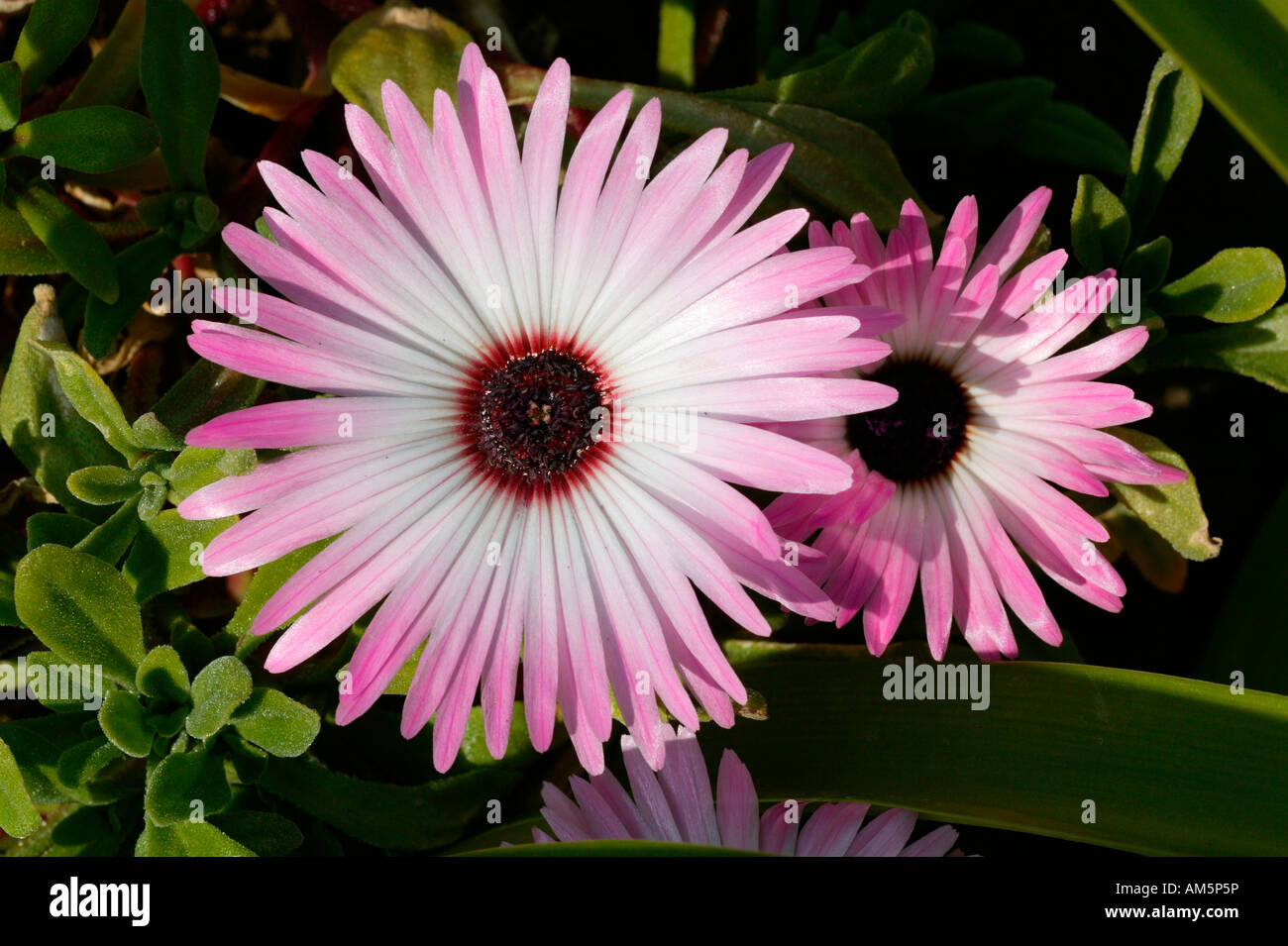 Purple garden midday flower Mesembryanthenum criniflorum, South Africa Stock Photo