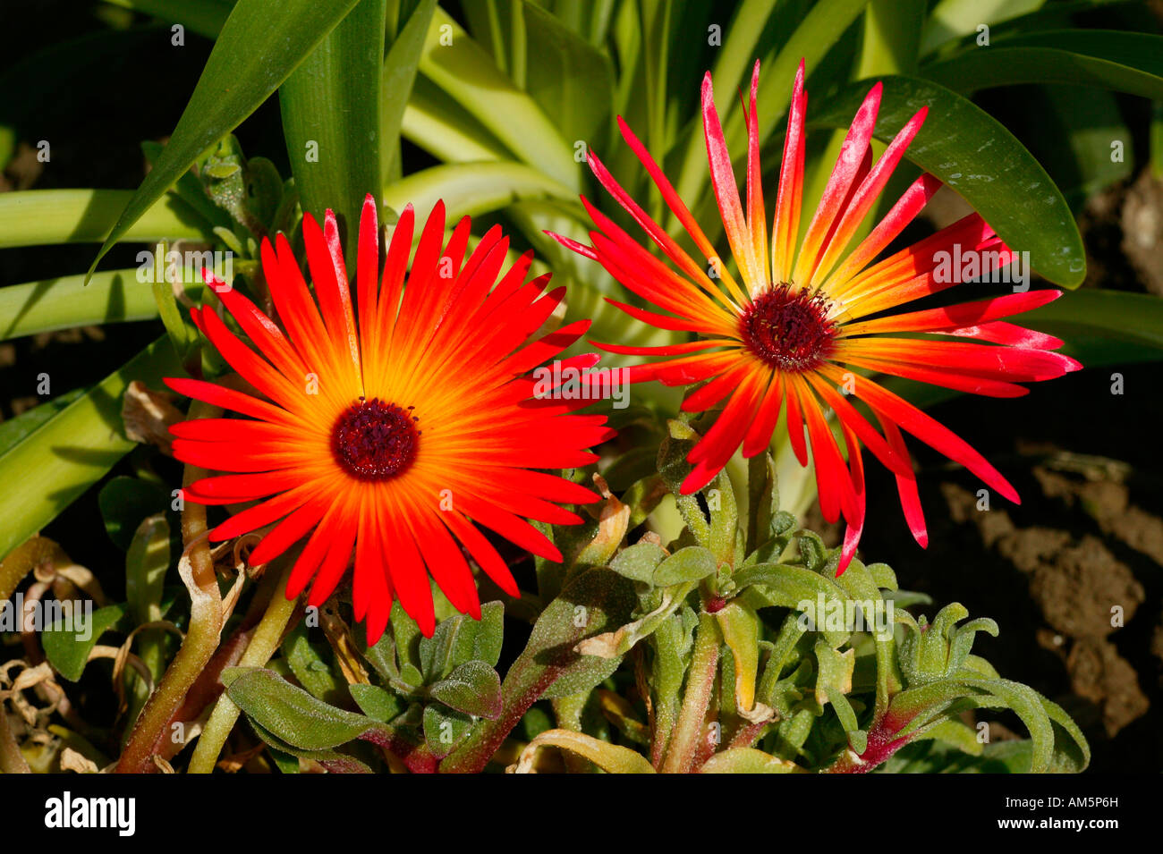 Red garden midday flower Mesembryanthenum criniflorum, South Africa Stock Photo