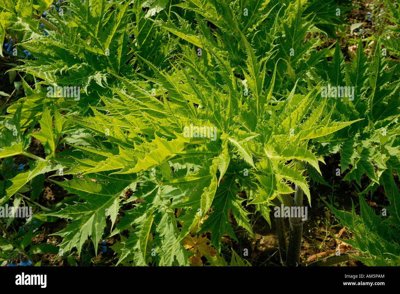Giant hogweed (Heracleum mantegazzianum) Stock Photo