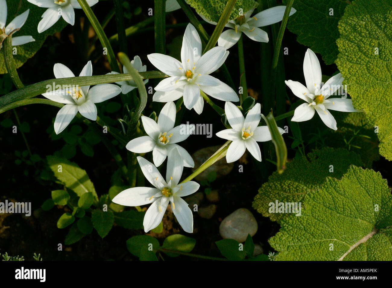Star-of-Bethlehem, Ornithogalum umbellatum Stock Photo