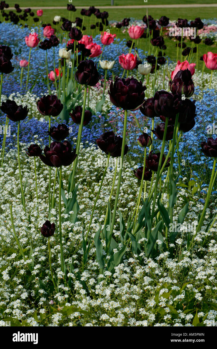 Black tulips with Stock Photo Alamy