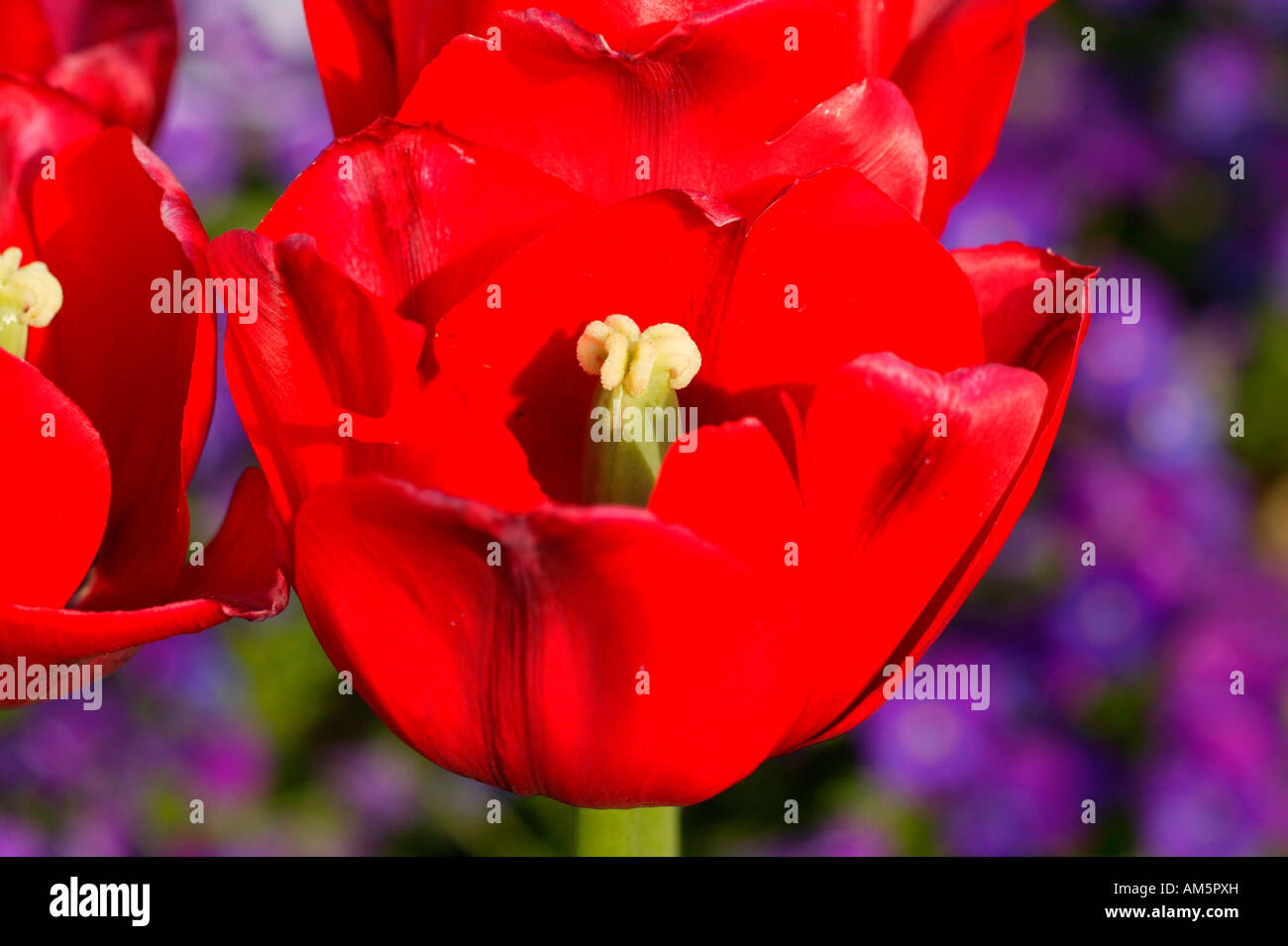 Red Triumph tulip "Ile de France", stamen and ovary Stock Photo Alamy
