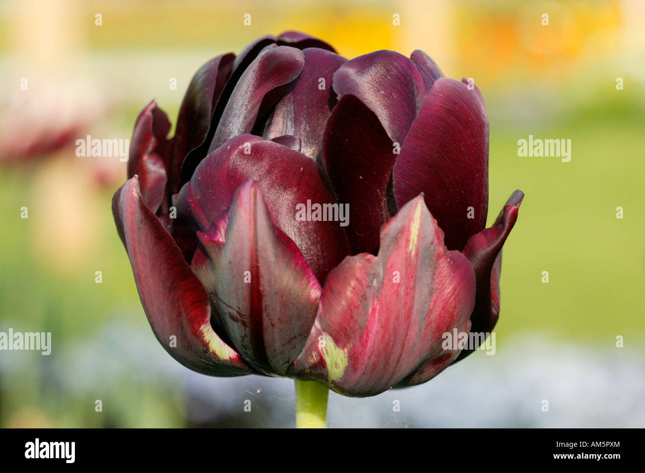 Triumph tulip 'Havran' Stock Photo