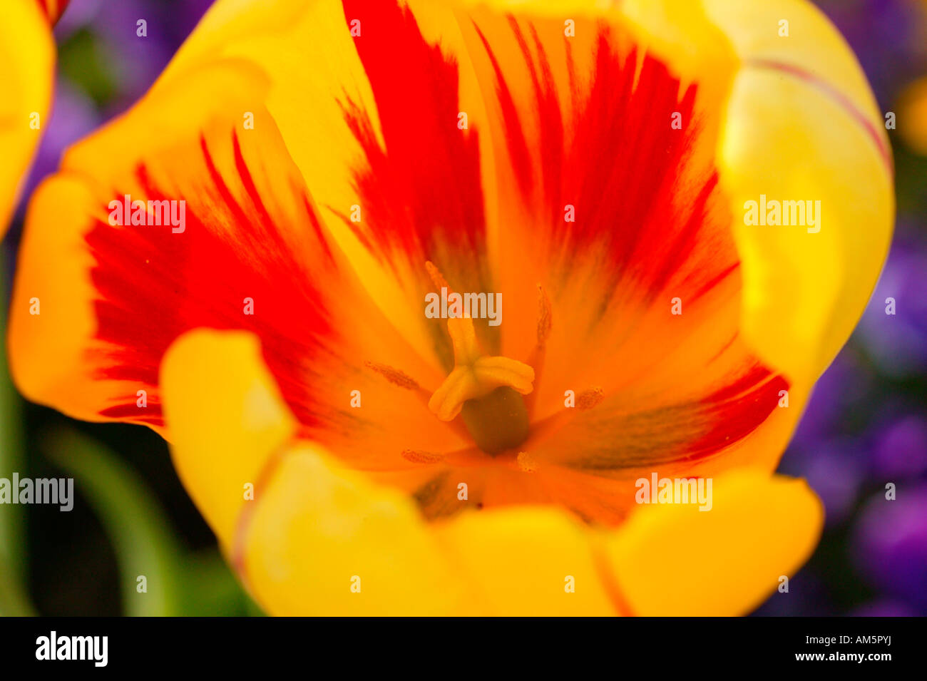 Yellow red horizontal stripes hi-res stock photography and images - Alamy