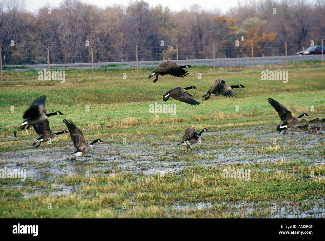 Birds flying over Montezuma National Wildlife Refuge Seneca Falls NY