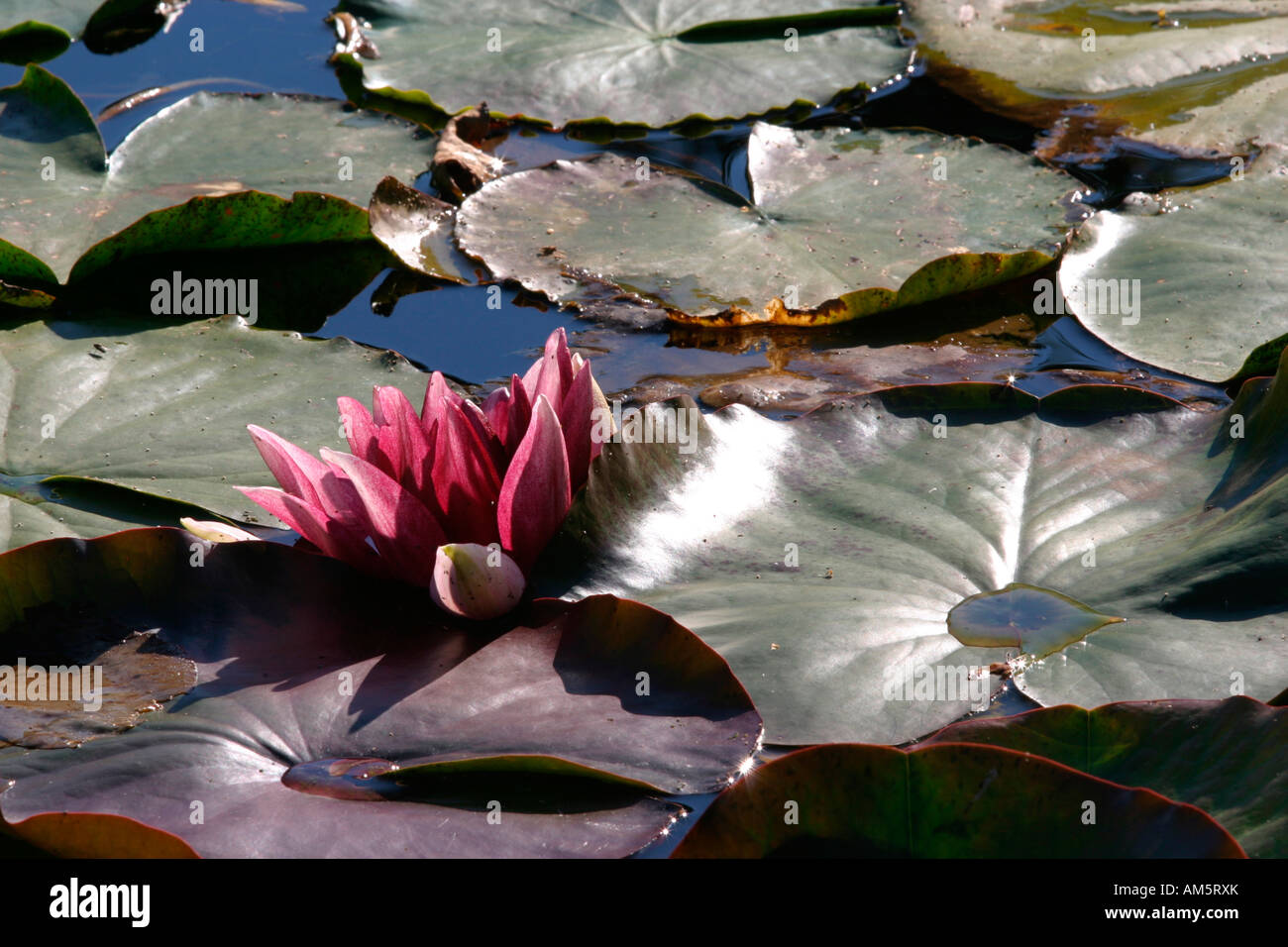Water-lily (Nymphaea) Stock Photo
