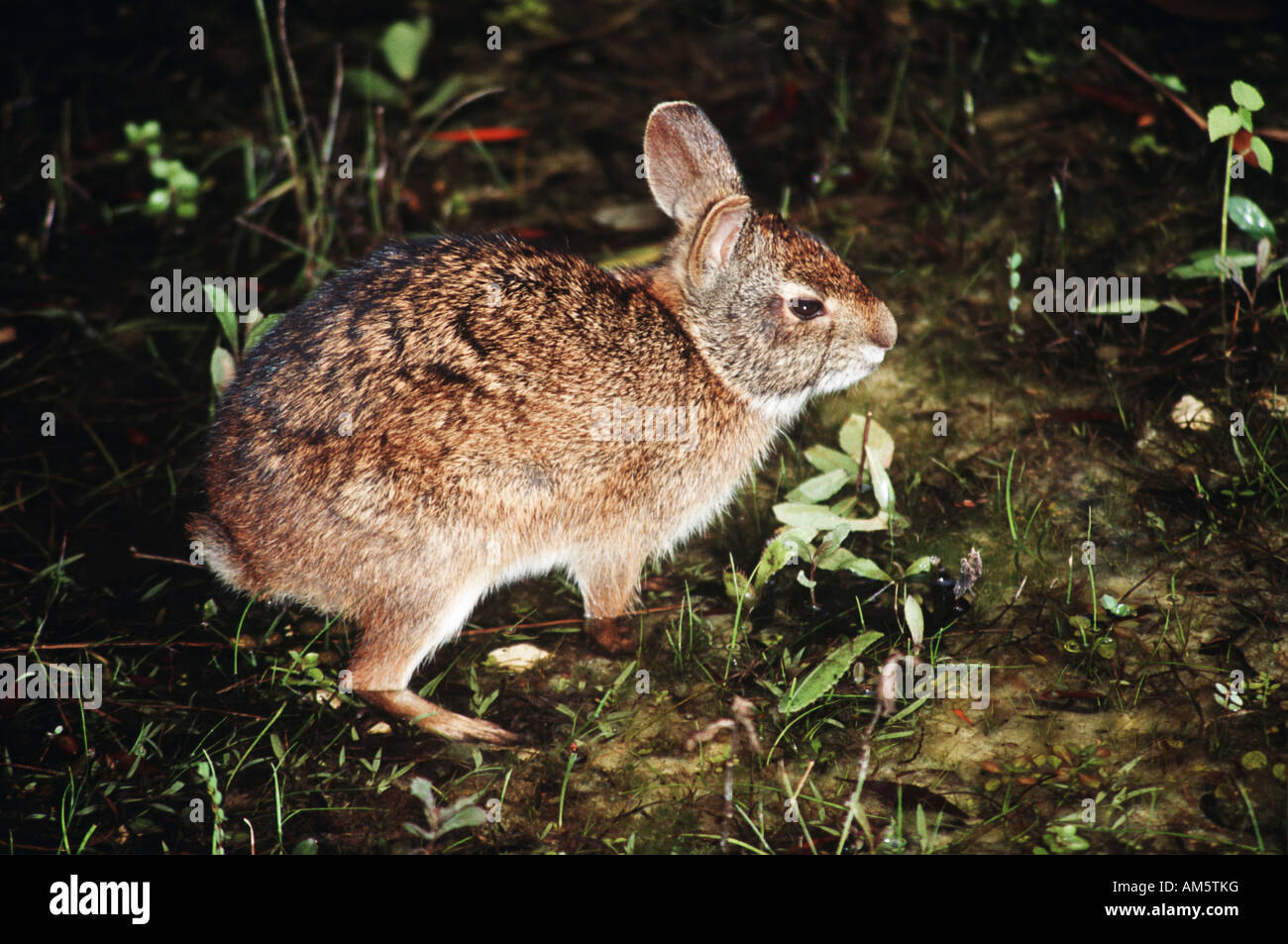 Marsh rabbit standing in water, Everglades National Park, Florida