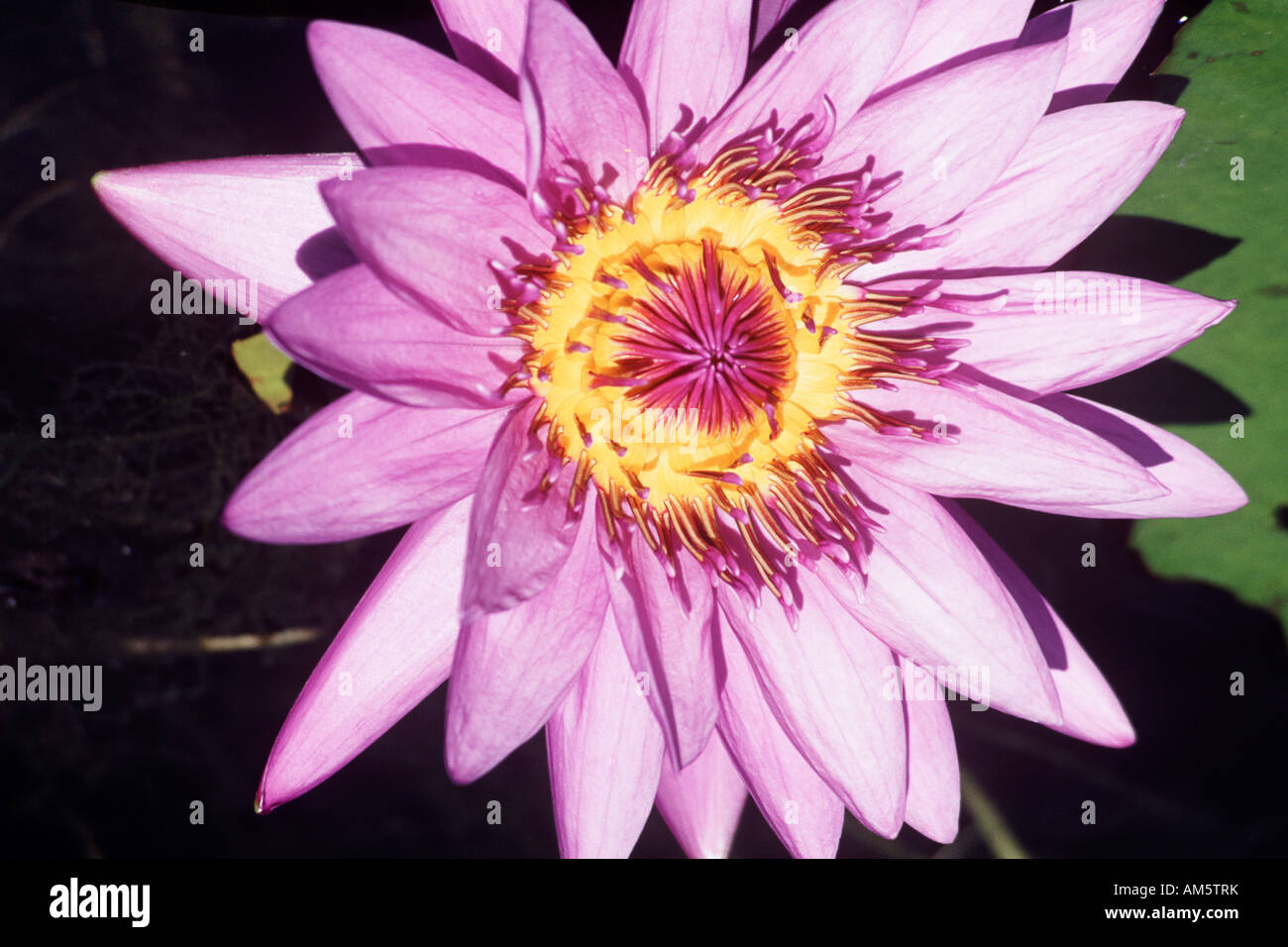 Colorful water lily, Florida, USA Stock Photo Alamy