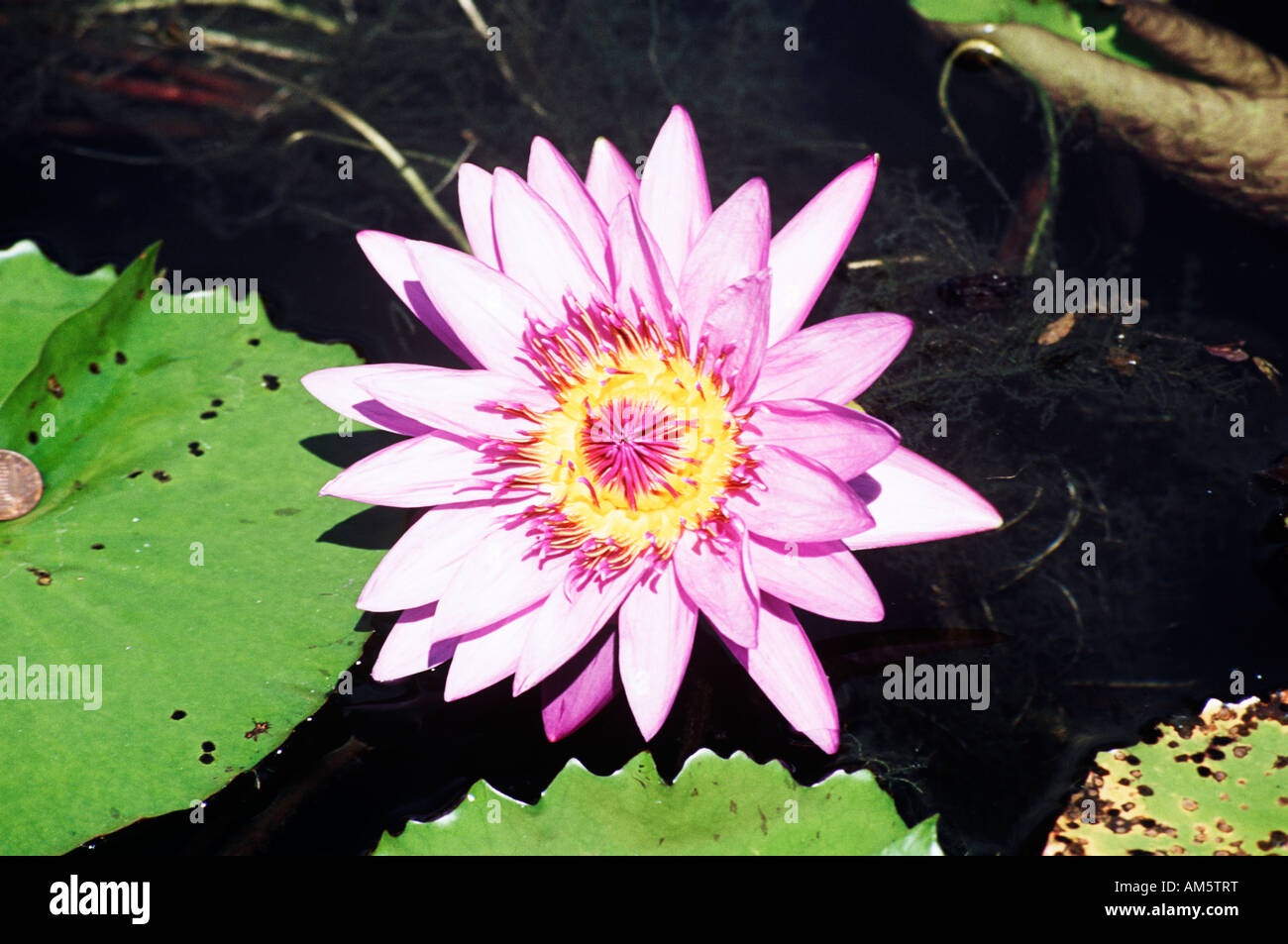 Colorful water lily on a pond, Florida, USA Stock Photo