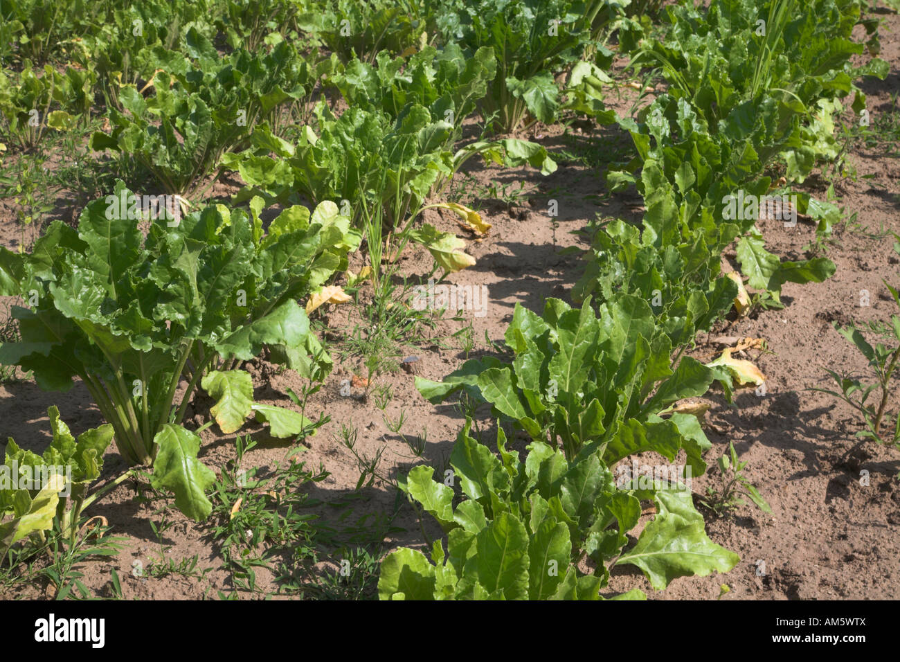 Young sugar beet plants growing in field Stock Photo Alamy