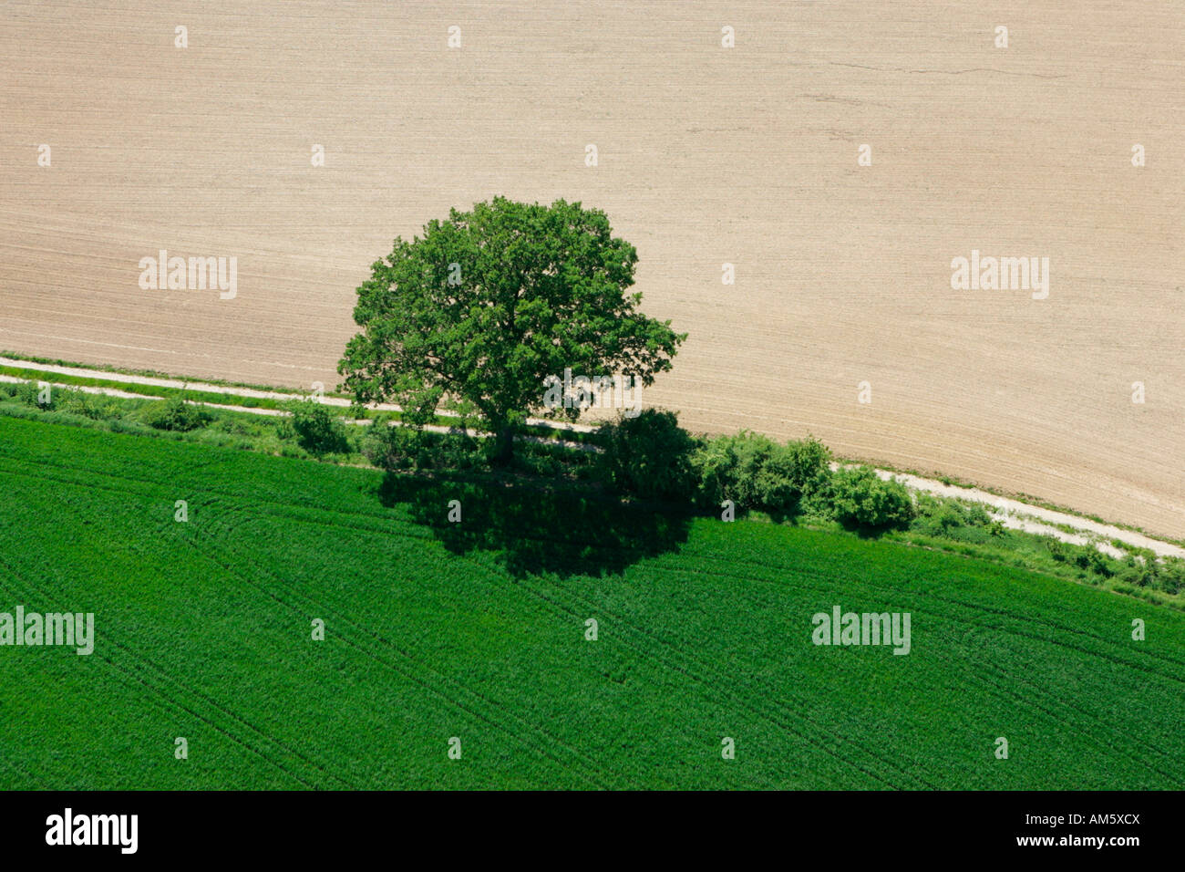 Tree between two fields, Lower Bavaria, Bavaria, Germany Stock Photo