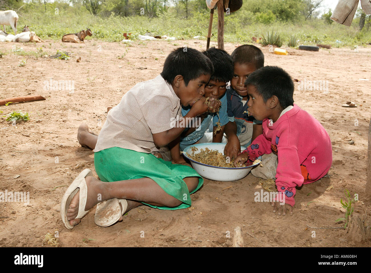 Children eating fresh, hackled sugar cane, Nivaclé native American, Jothoisha, Chaco, Paraguay, South America Stock Photo