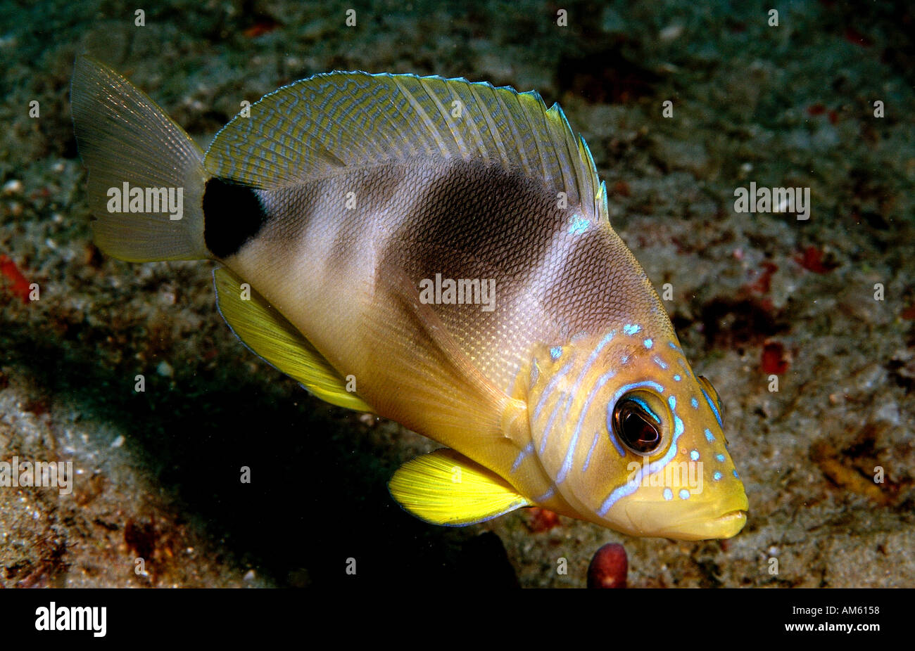 Barred hamlet fish hypoplectrus puella hi-res stock photography and