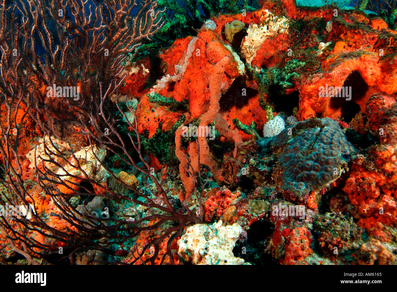 Reef covered with sponges, Atlantic Ocean, off Florida Stock Photo Alamy