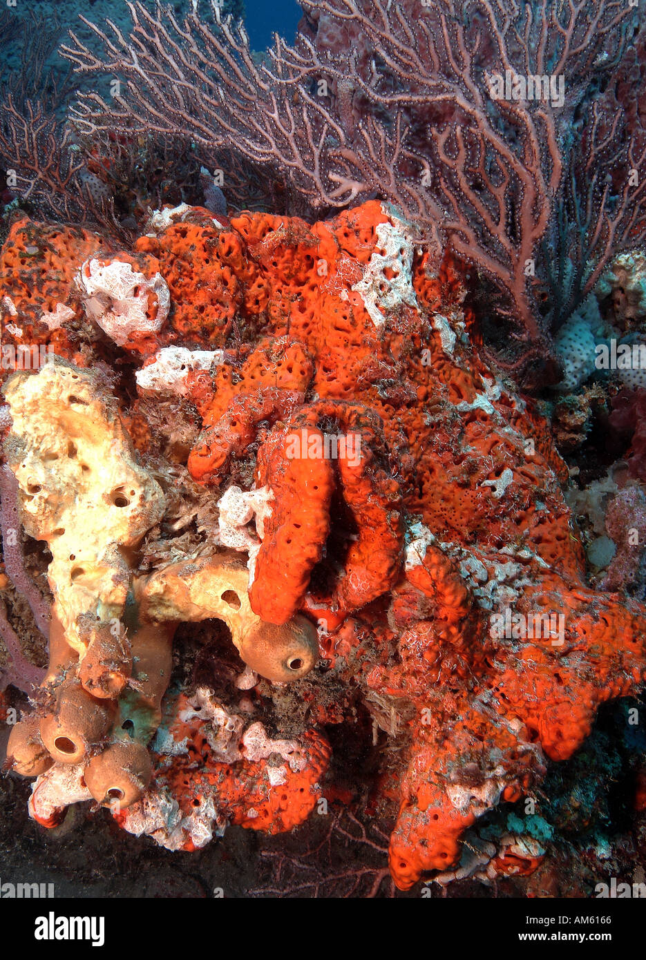 Florida palm beach sponge hires stock photography and images Alamy