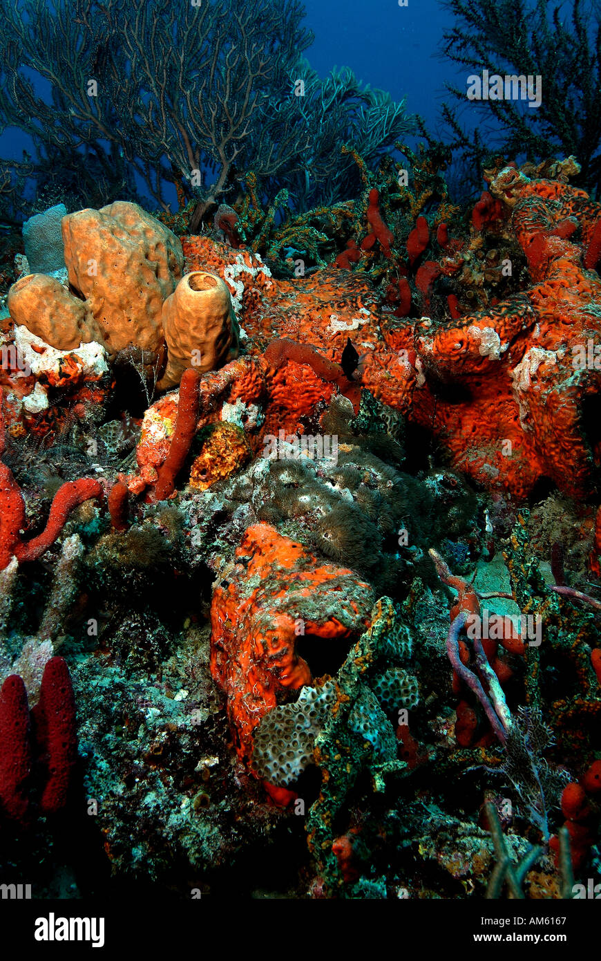 Reef covered with sponges, Atlantic Ocean, off Florida Stock Photo Alamy
