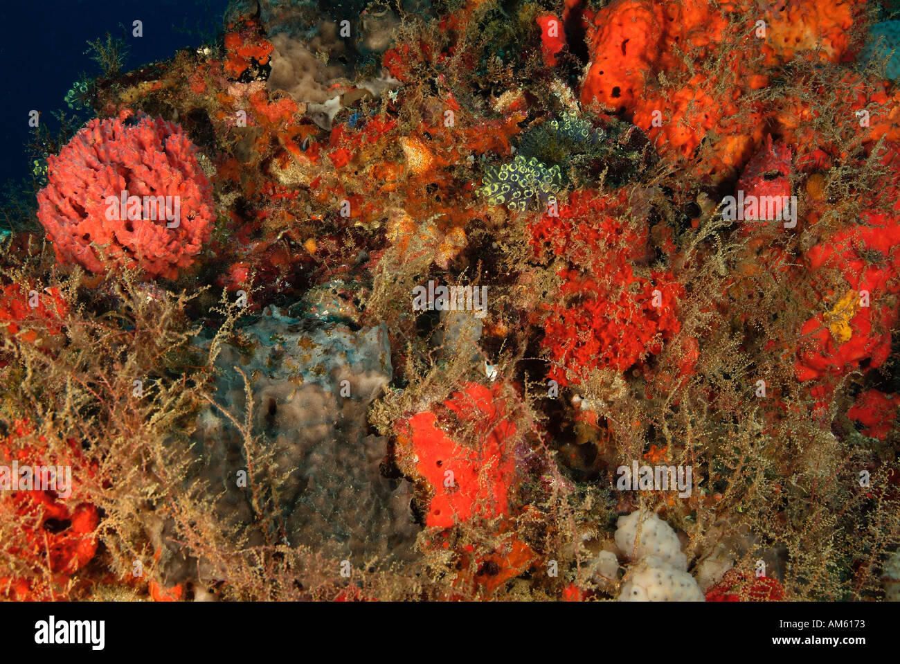 Florida palm beach sponge hires stock photography and images Alamy