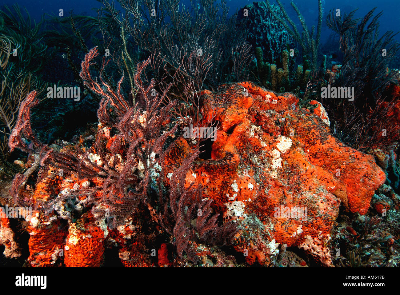 Reef covered with sponges, Atlantic Ocean, off Florida Stock Photo Alamy