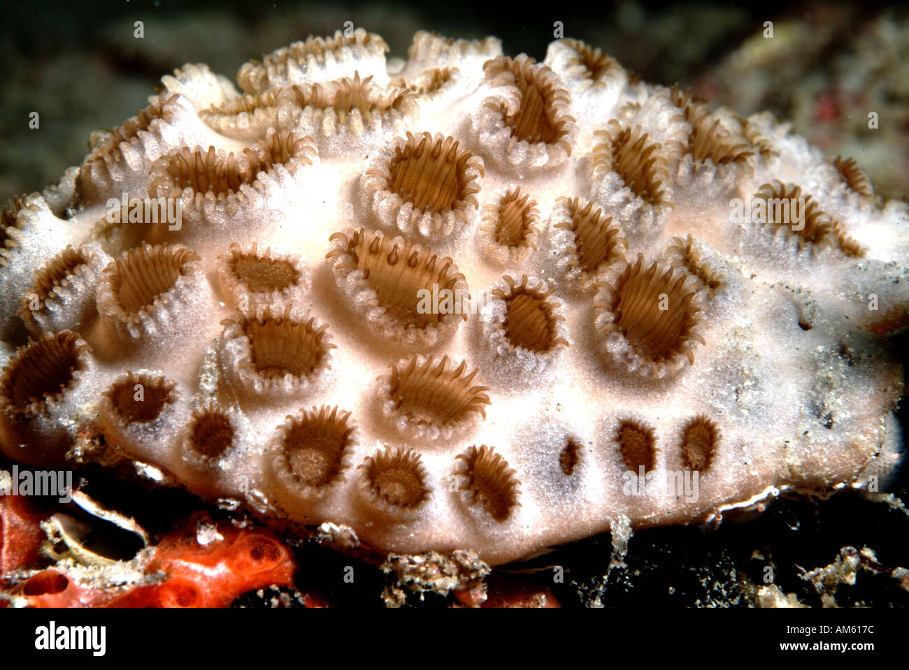 White encrusting zoanthid, Atlantic Ocean, off Florida Stock Photo Alamy