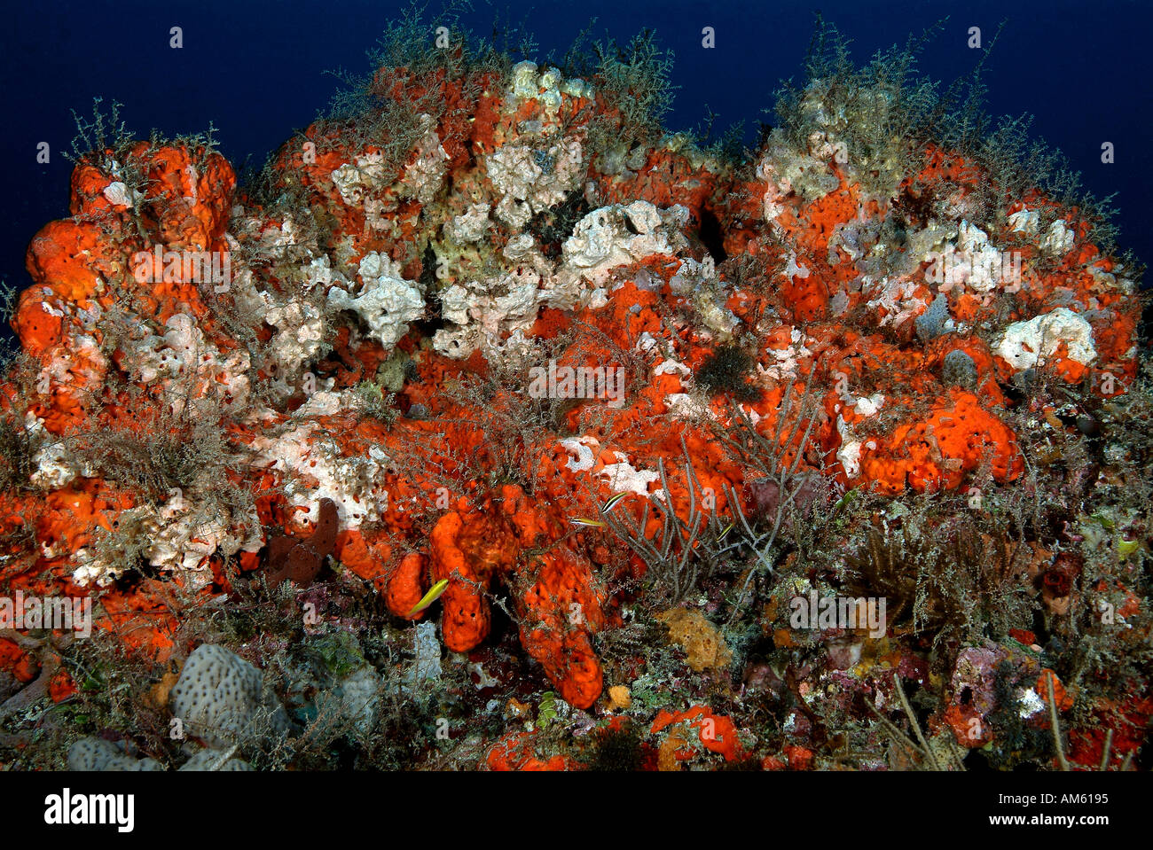 Reef covered with sponges, Atlantic Ocean, off Florida Stock Photo Alamy