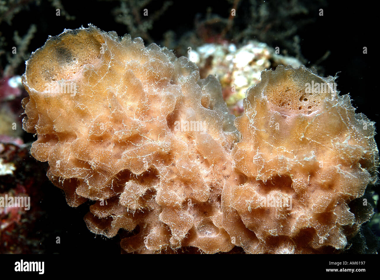 Azure vase sponge, Atlantic Ocean, off Florida Stock Photo Alamy