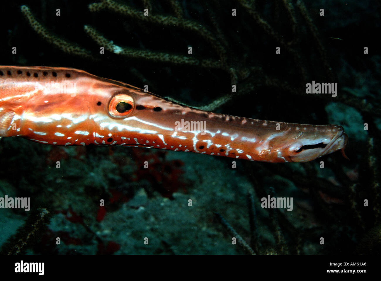 Trumpet fish Atlantic Ocean, off Florida Stock Photo Alamy