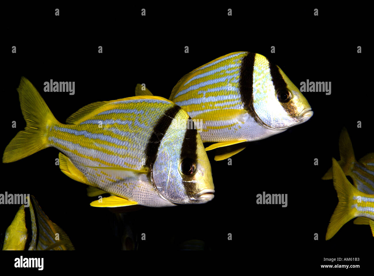 Porkfish Atlantic Ocean, off Florida Stock Photo Alamy