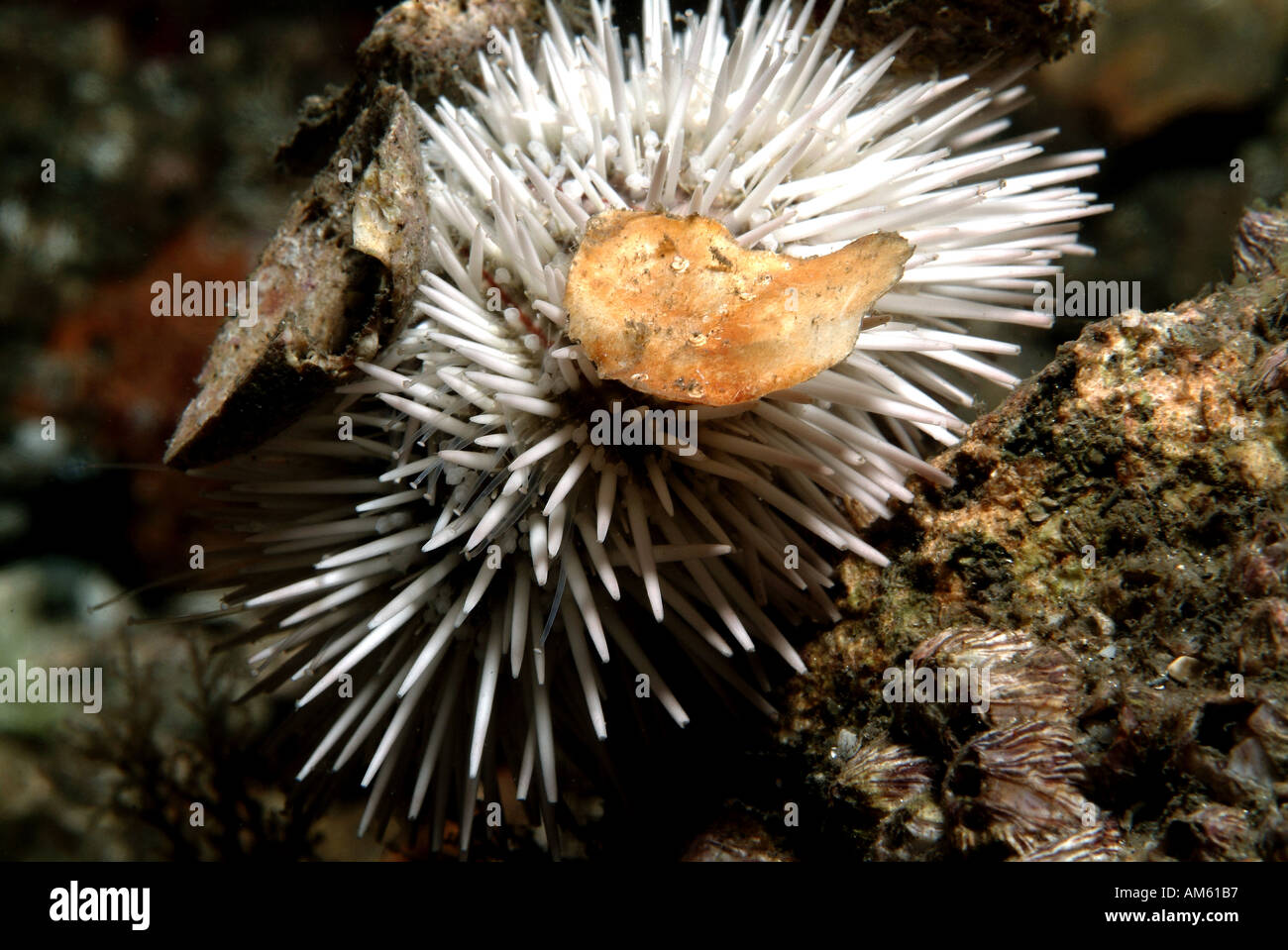 Variegated urchin, Atlantic Ocean, off Florida Stock Photo