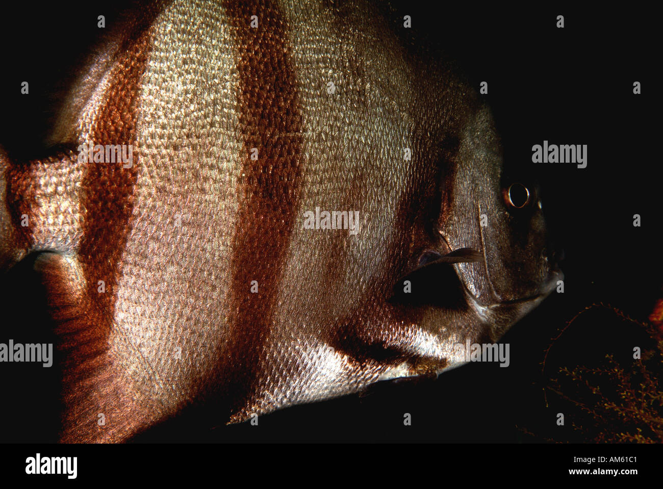 Atlantic spade fish, Atlantic Ocean, off Florida Stock Photo
