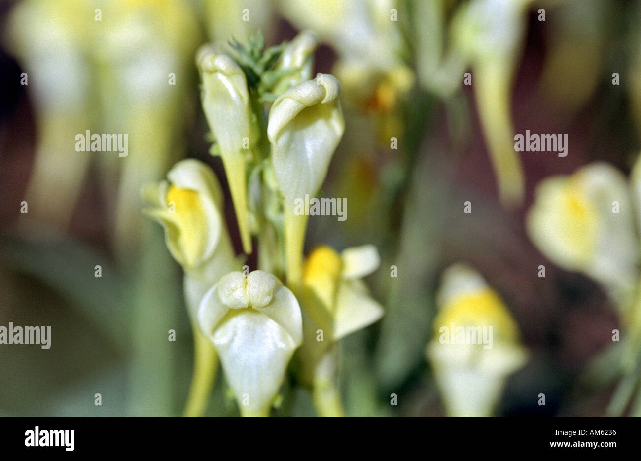 Linaria Vulgaris, Common Toadflax Stock Photo