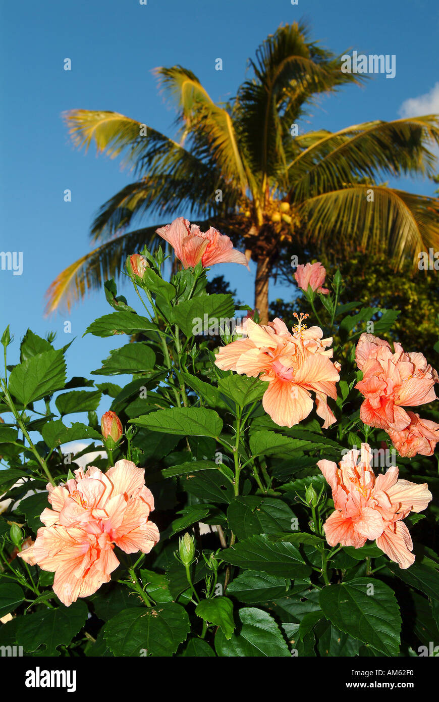 Hibiscus Flowers And Palm Trees In West Palm Beach In Florida Stock Photo Alamy