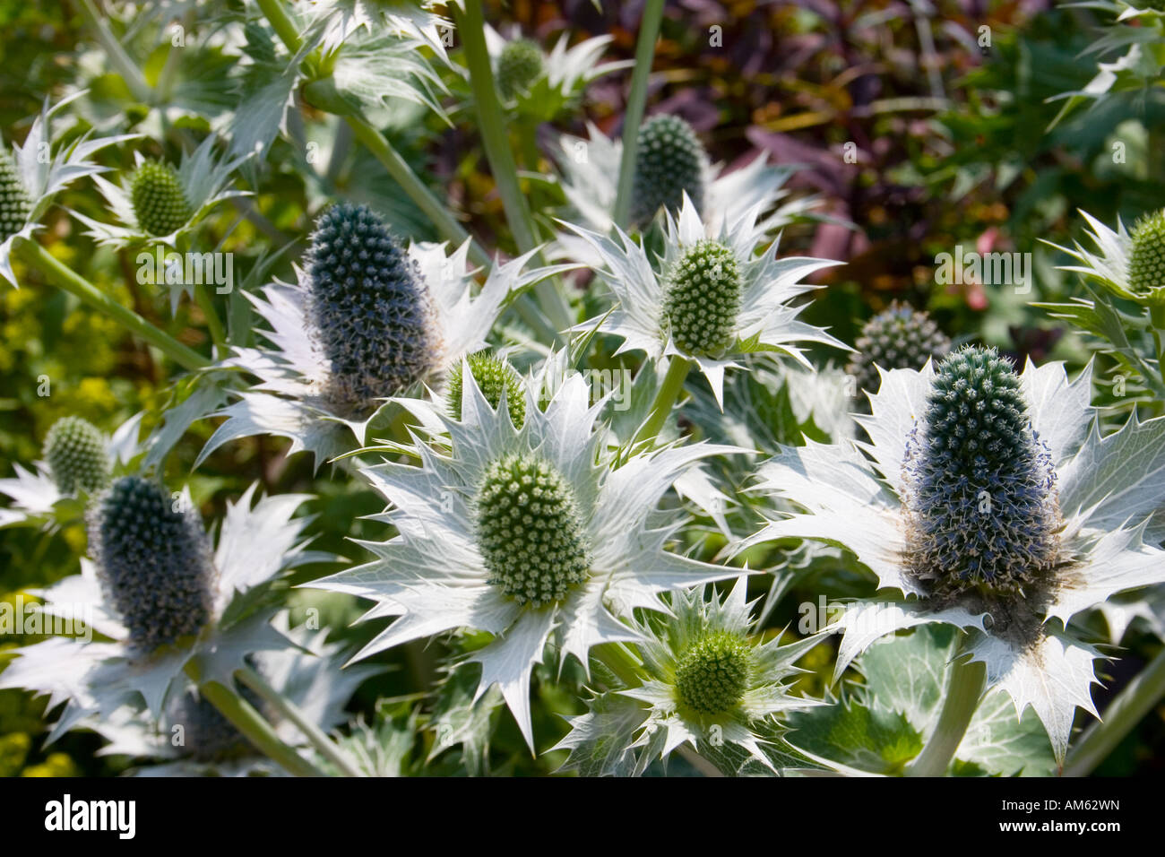 Eryngium Gigantum Miss Willmott's Ghost Sea Holly Stock Photo Alamy