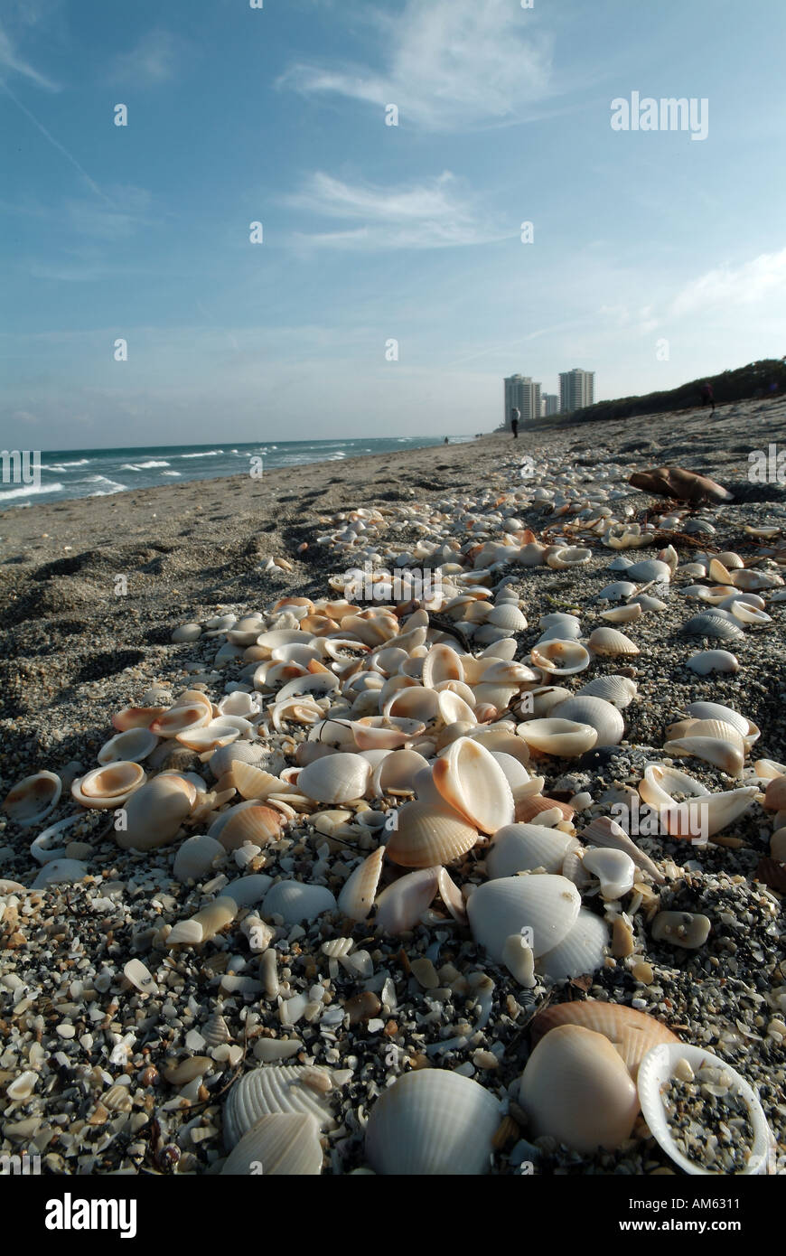 Covered in shells hi-res stock photography and images - Alamy