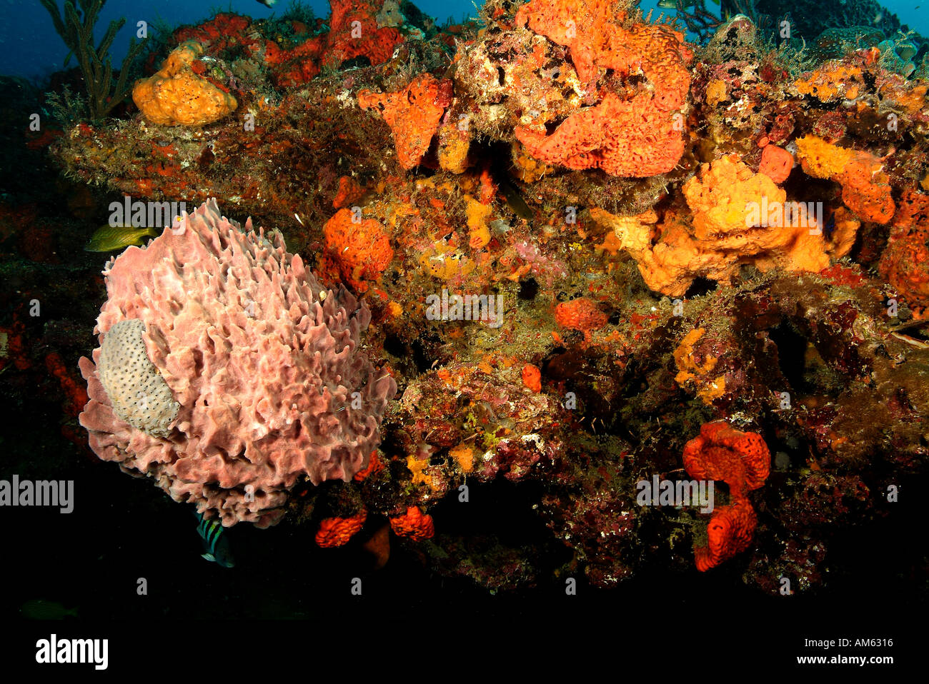 Reef covered with sponges, Atlantic Ocean, off Florida Stock Photo Alamy