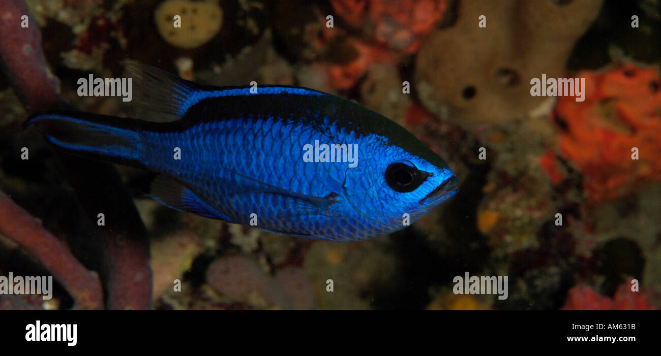 Blue chromis fish, Atlantic Ocean, off Florida Stock Photo