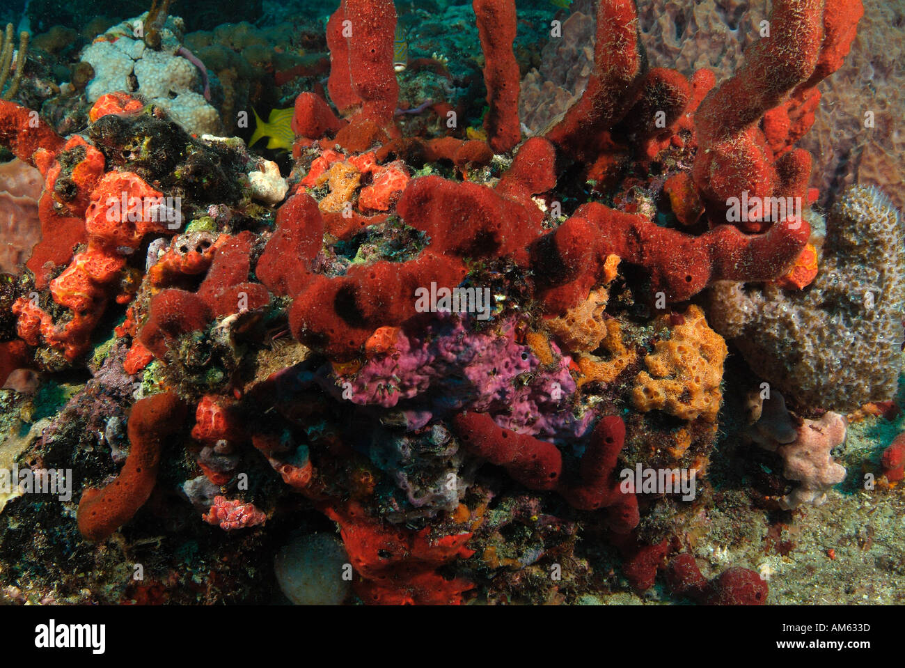 Reef covered with sponges, Atlantic Ocean, off Florida Stock Photo Alamy
