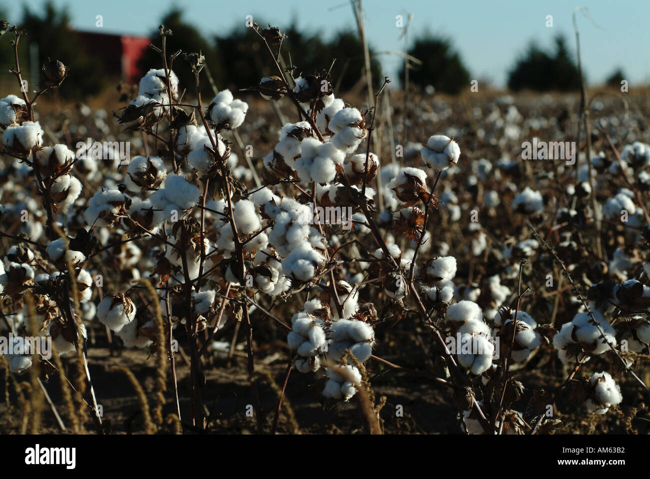 Cotton field in texas hi-res stock photography and images - Alamy