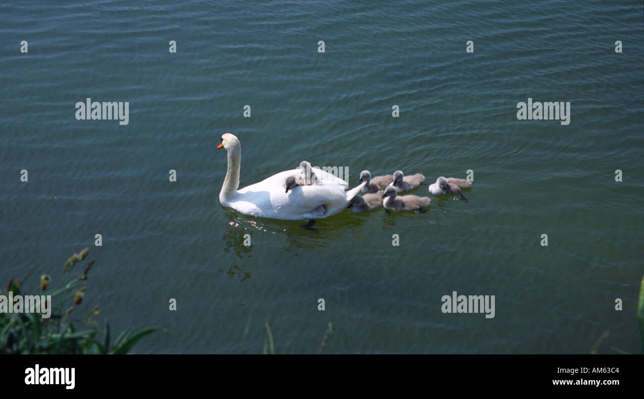 Cygnet riding Swans Back - Tring Reservoirs - Hertfordshire Stock Photo